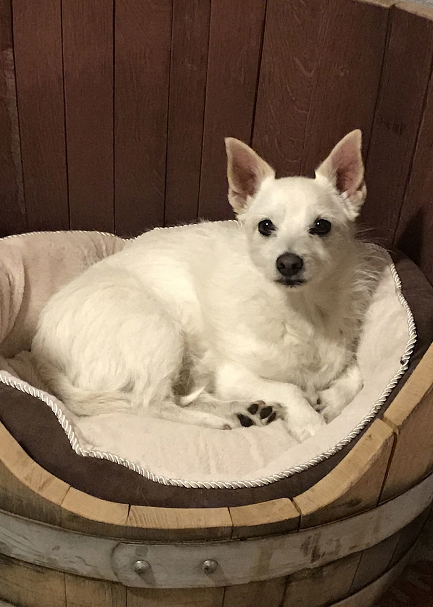Pic of the Litter: Lucy